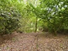 Woodland Woodland