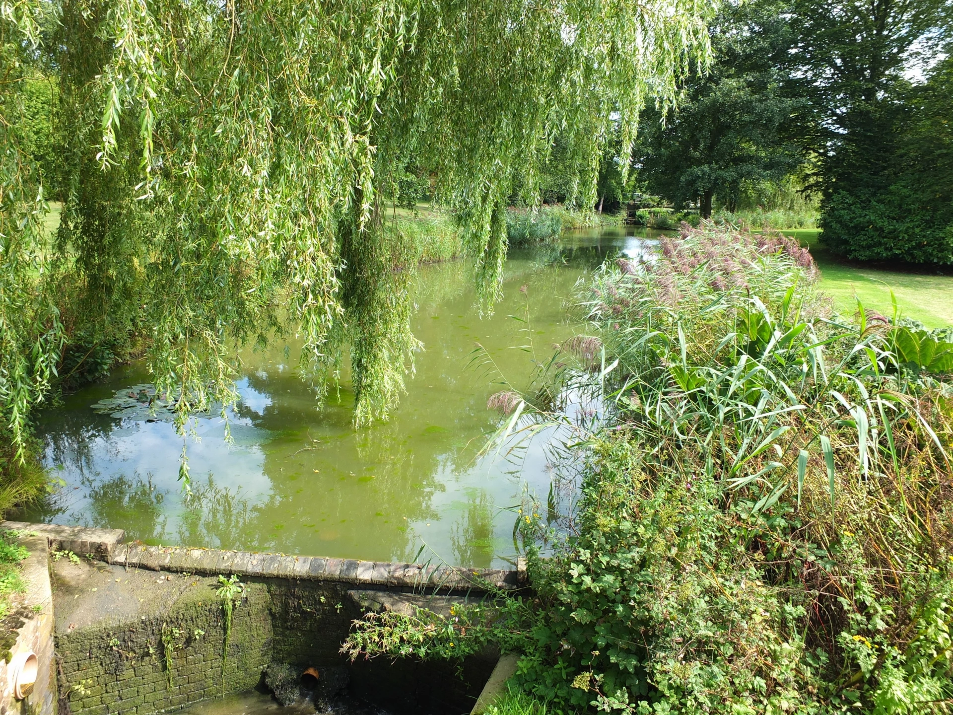Pond