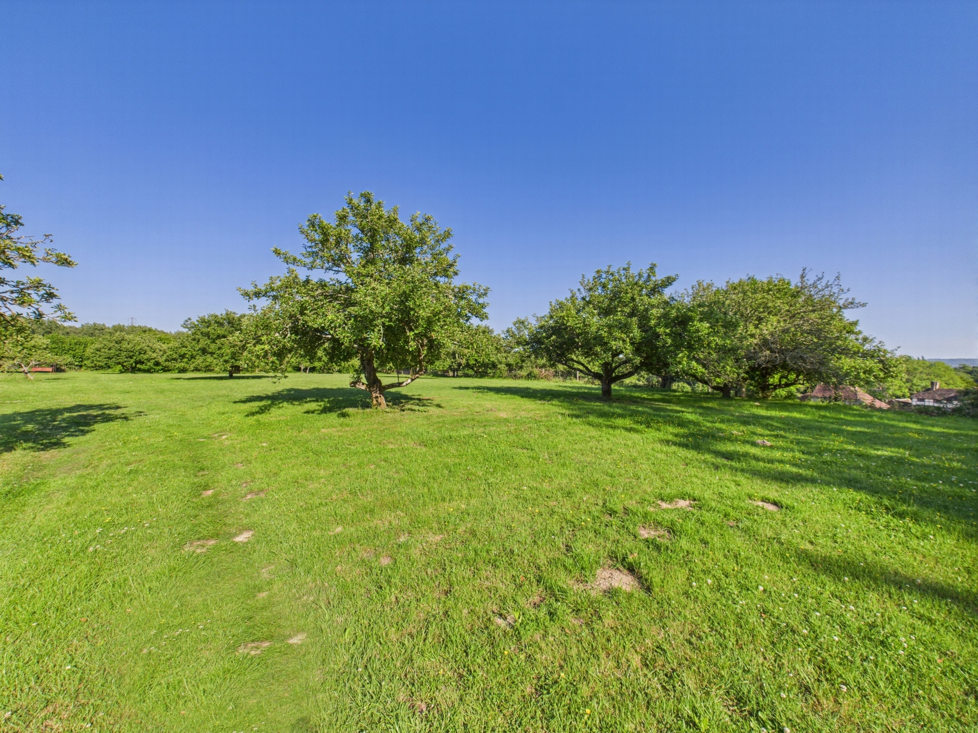 Meadow 10
