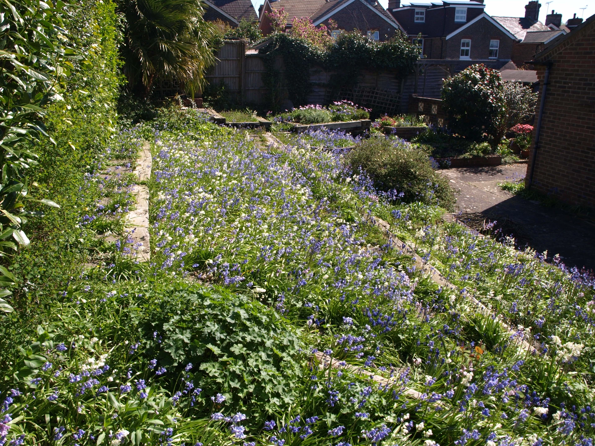Garden in spring