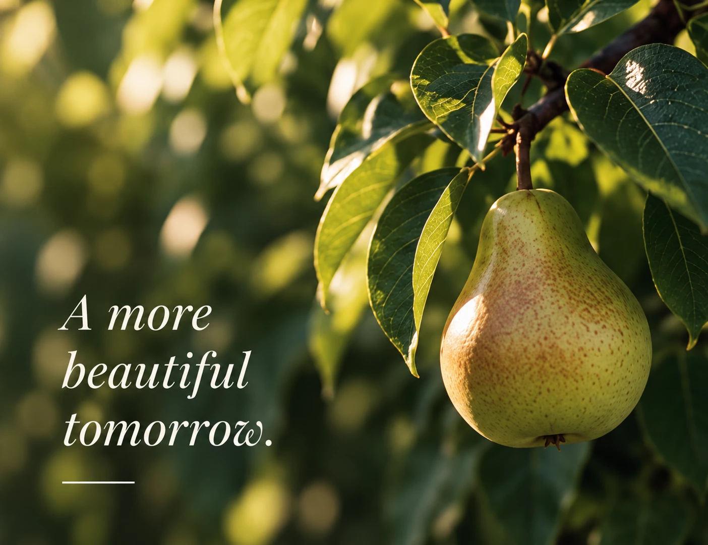 Pear.png