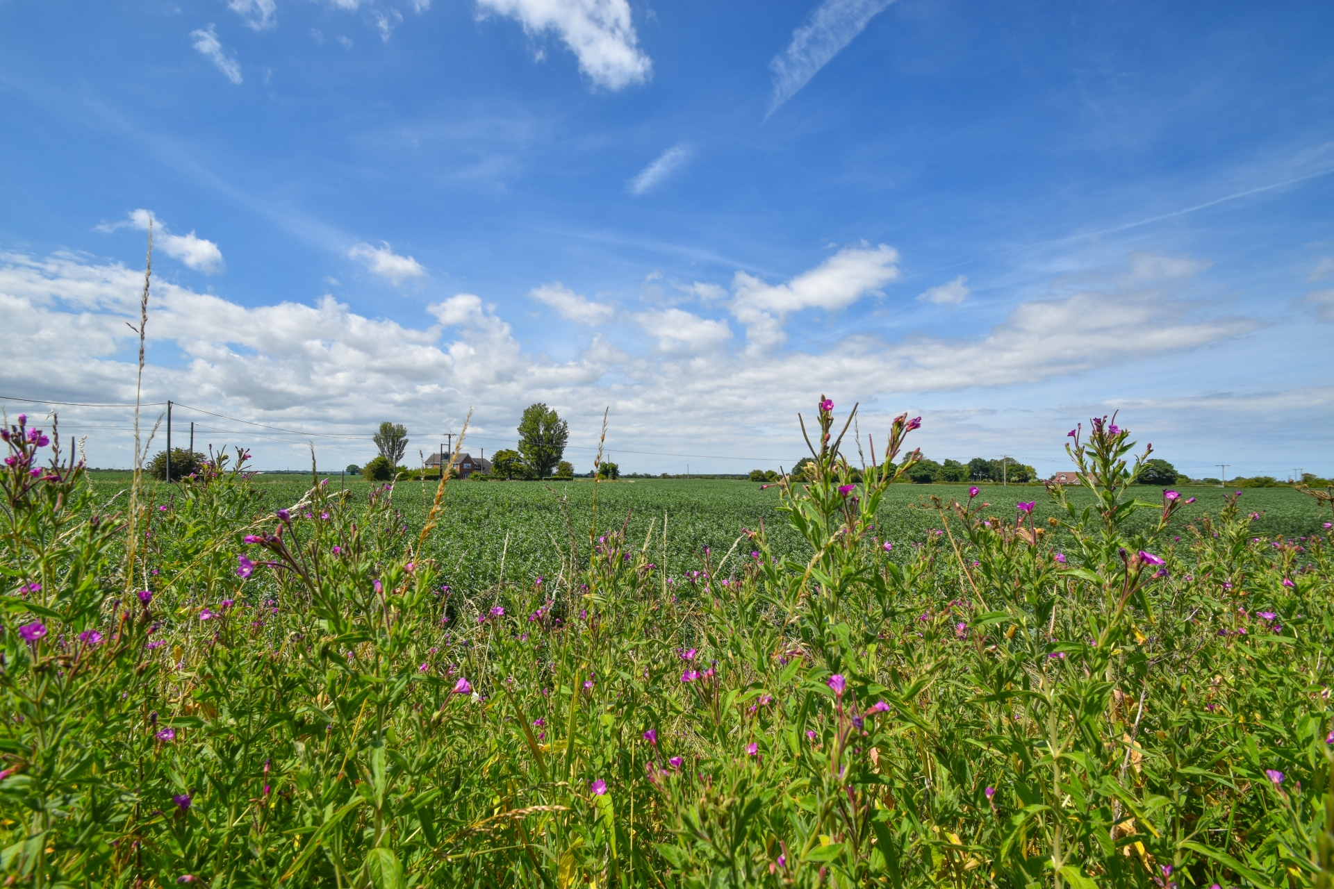 view from garden
