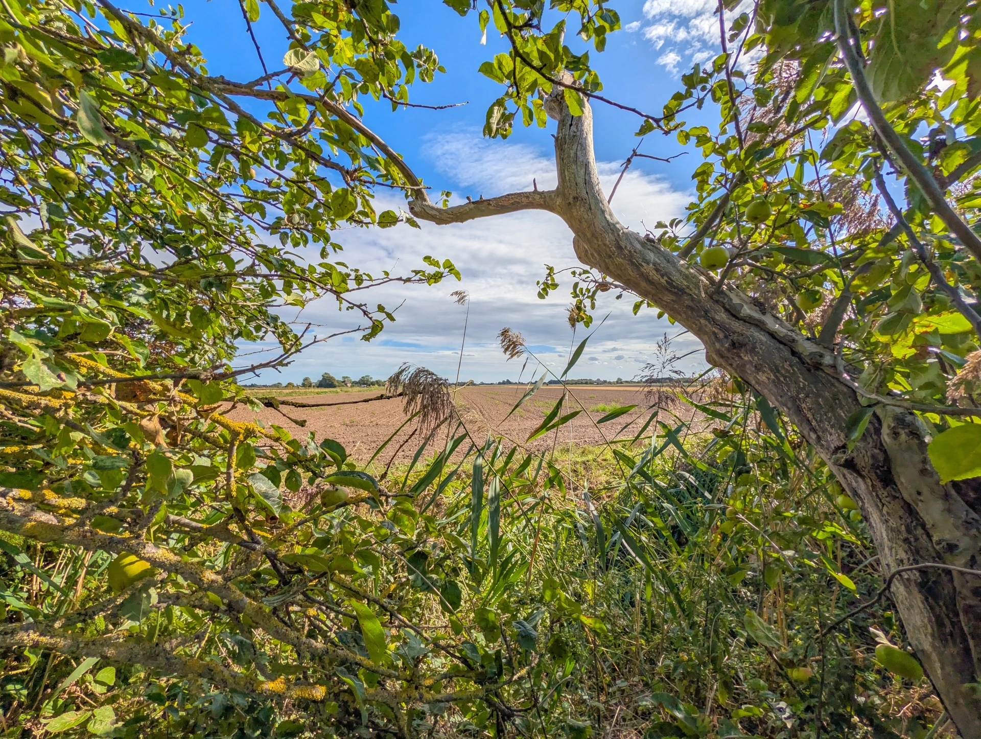 view from rear garden