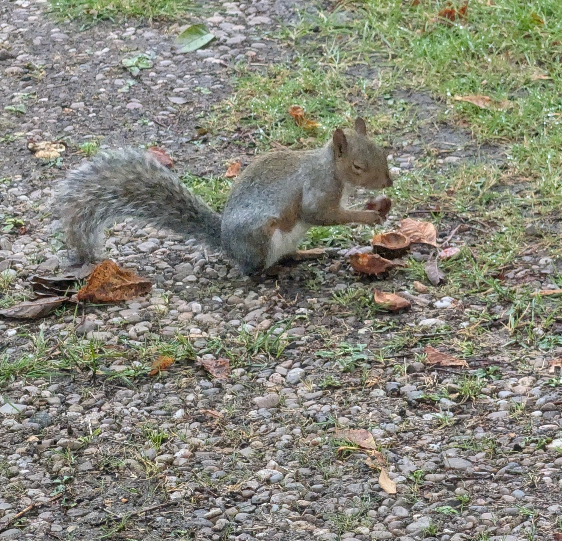 squirrel!