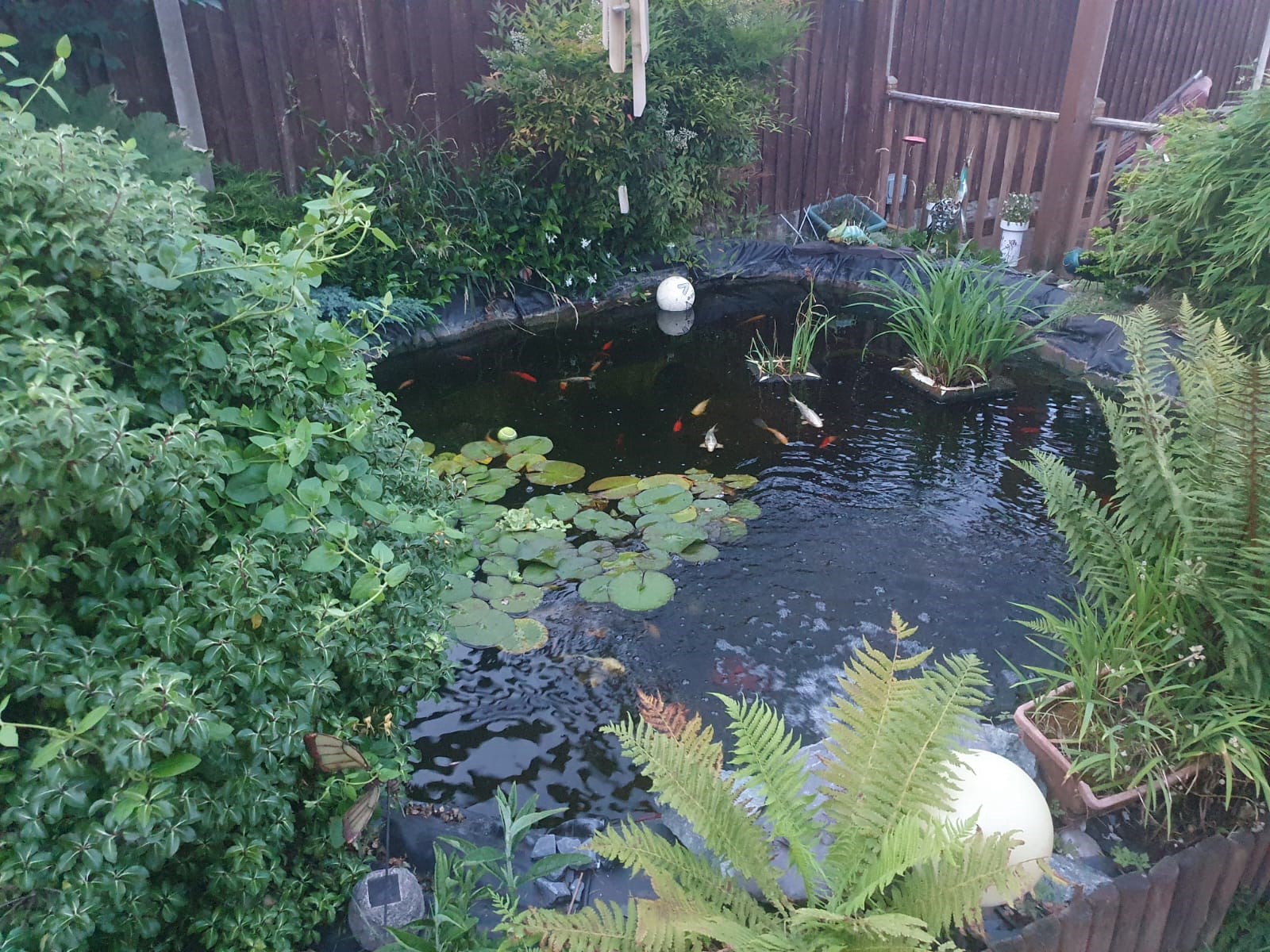 Fish Pond