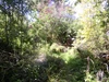 Garden Garden