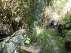 Garden Garden