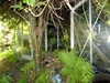 Garden Garden