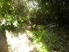 Garden Garden
