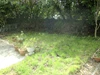 Garden Garden