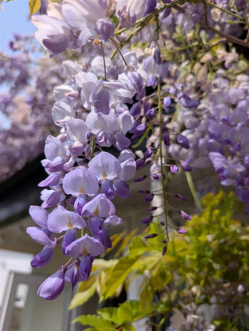12 Hollybush Wisteria 2.jpg