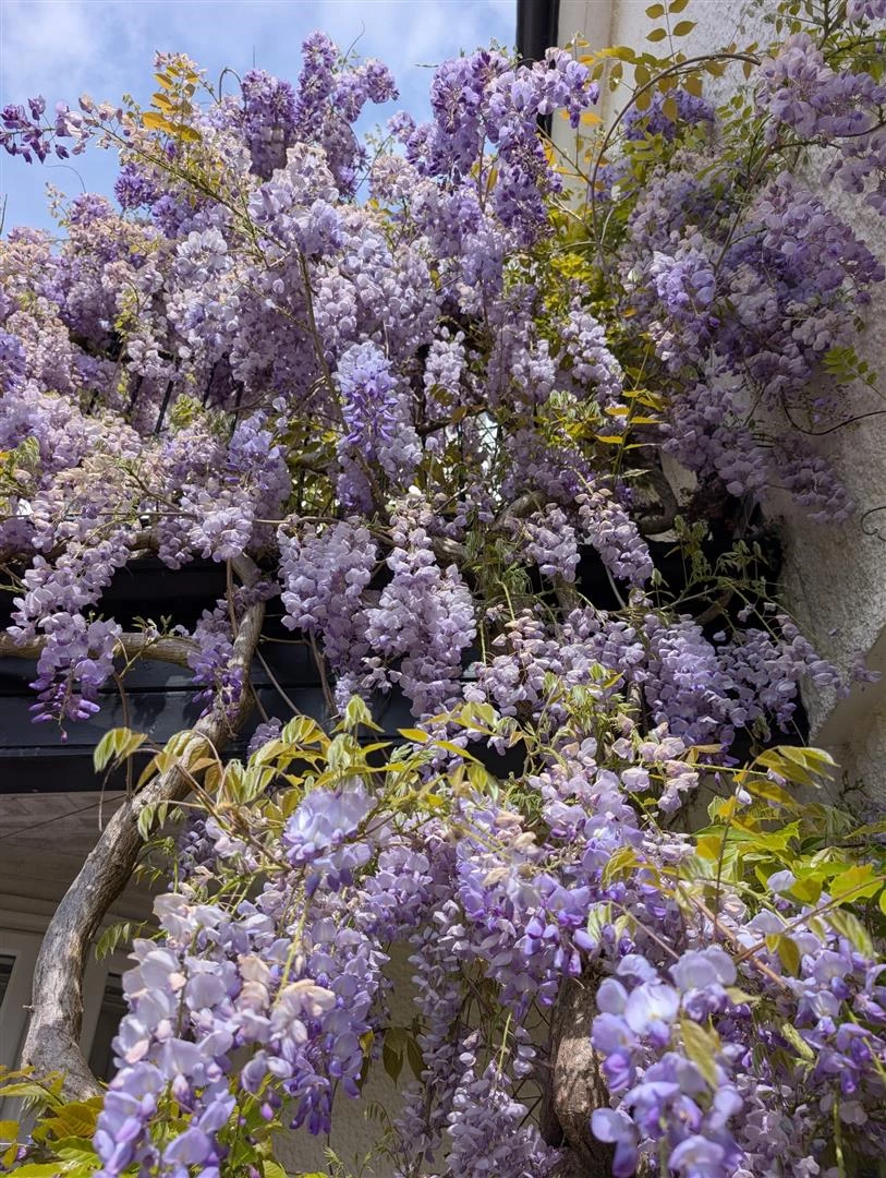12 Hollybush Wisteria 1.jpg