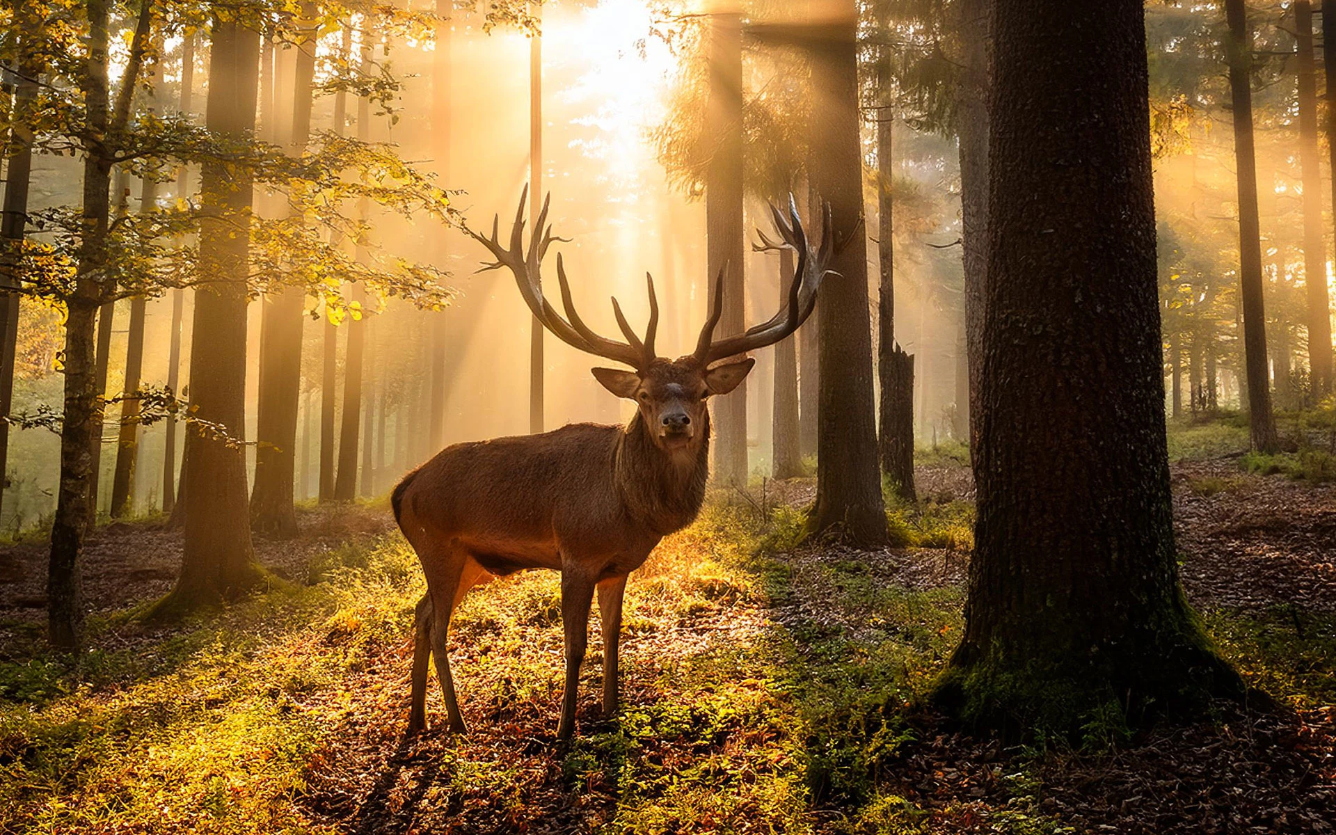 Estate & Letting Agent In Bow, Shoreditch, Theydon Bois, Epping, Chingford & Buckhurst Hill