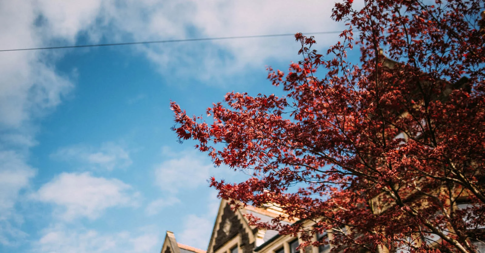 Guide to Pontcanna