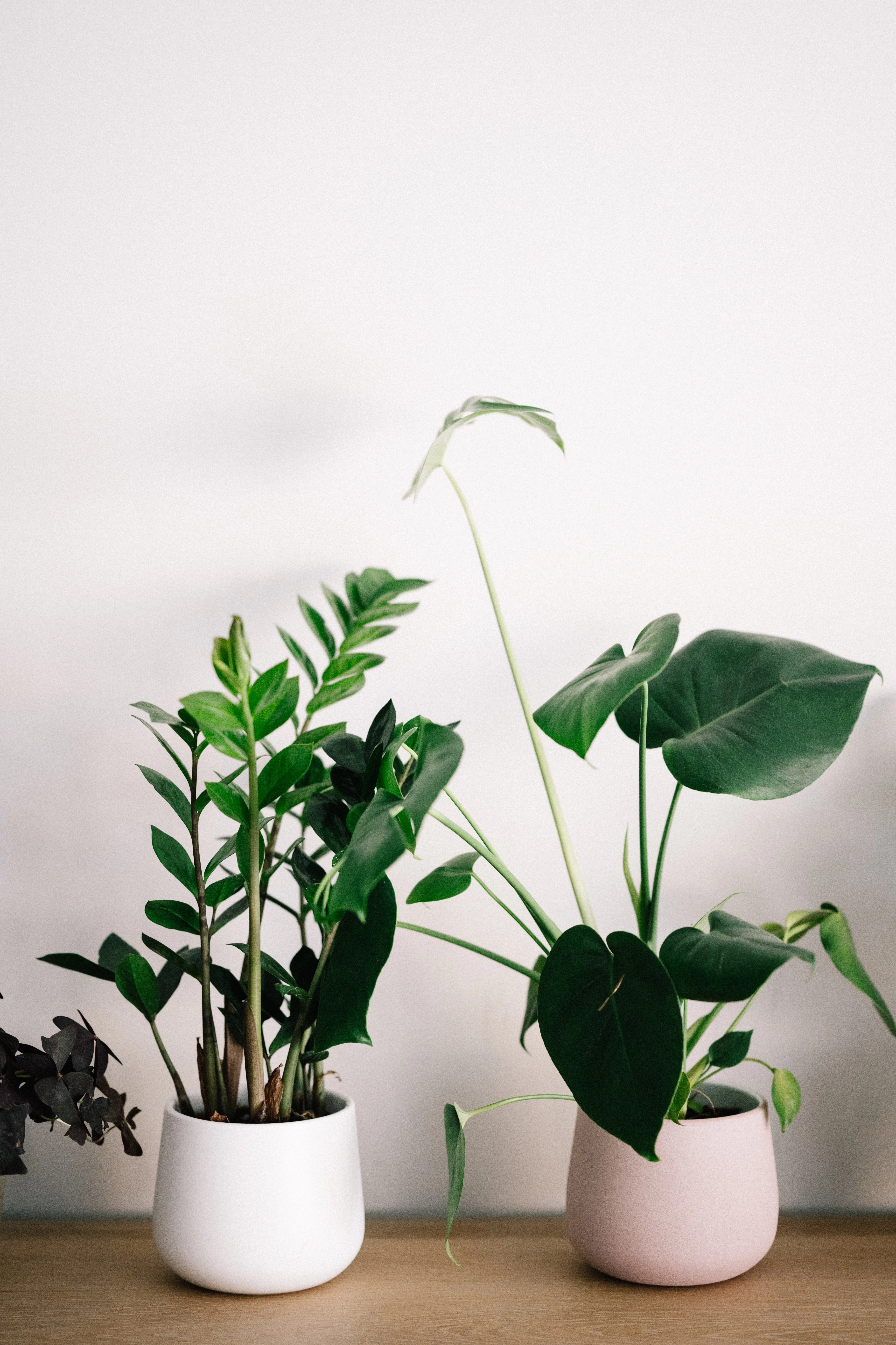 House plants in white pots on a white background