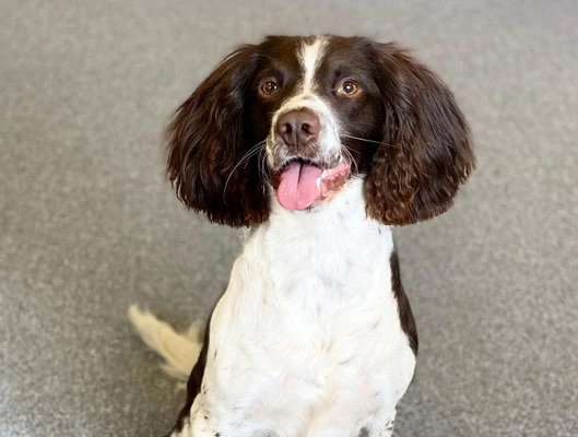 Bobby (The office dog!) Bobby (The office dog!)