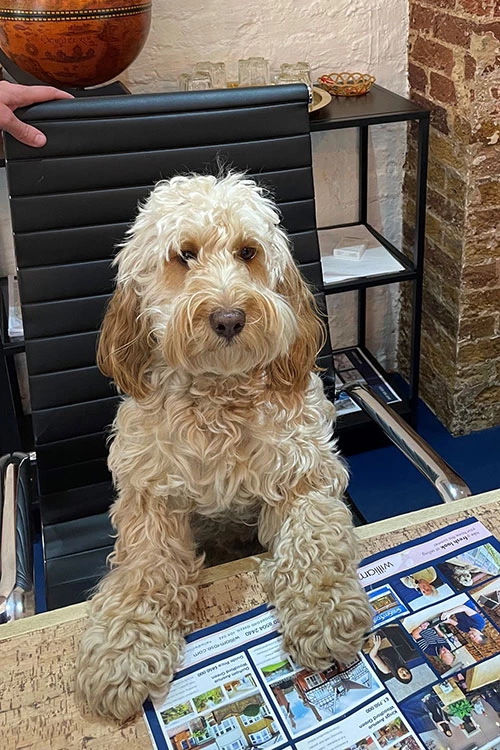 A portrait of Mylo – Property Paw-fessional at william rose