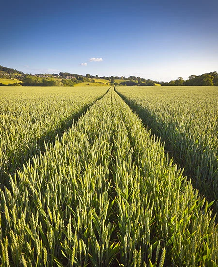 Rural Professional Consultants