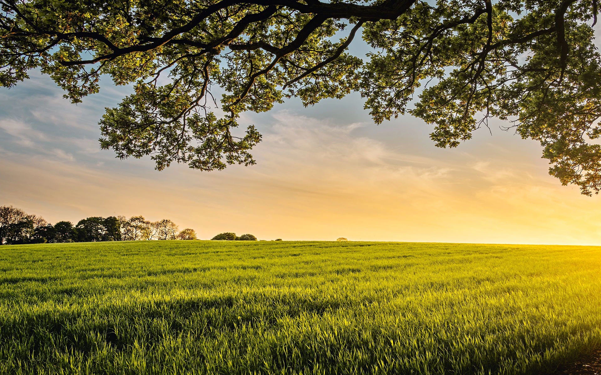 Rural Property Professionals Ltd T/A Williams Associates